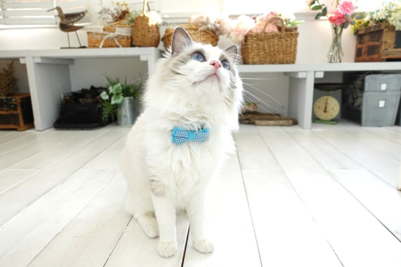 画像1: Basic gingham Check/ベーシックギンガムチェック/ダブルリボン首輪(ピンク)