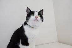 画像5: エアリー首輪・LIBERTY Fabrics・リバティ・ファブリックス猫首輪（Xanthe Sunbeam ザンジー・サンビーム）レッド (5)