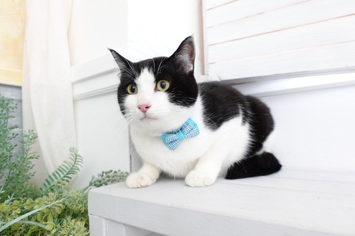 画像3: Basic gingham Check/ベーシックギンガムチェック/ダブルリボン首輪(ピンク) (3)