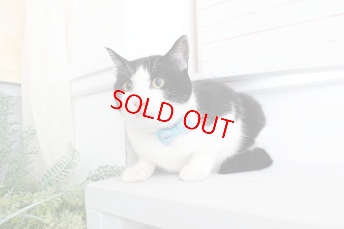 画像6: Ｂasic gingham Check/ベーシックギンガムチェック/ダブルリボン首輪（ブルー） (6)