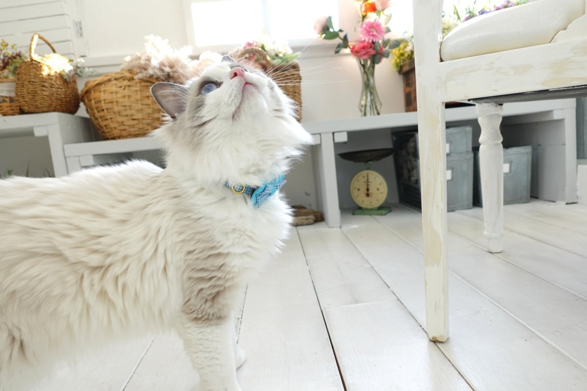 画像6: Basic gingham Check/ベーシックギンガムチェック/ダブルリボン首輪(ピンク) (6)