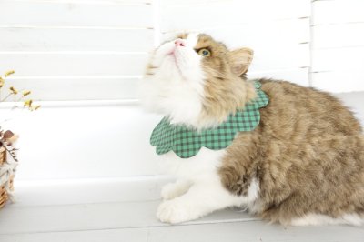 画像2: NATSUBI・デザイナーズファブリック /猫のスタイ首輪/シングル衿 /猫のスタイ首輪/シングル衿【ロングタイプ】3色展開