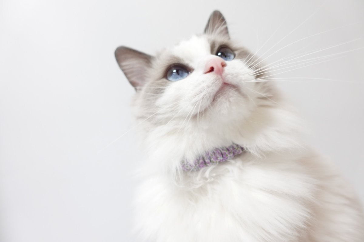 画像8: シュシュ猫首輪/ポプリン/小花柄(3色展開) (8)