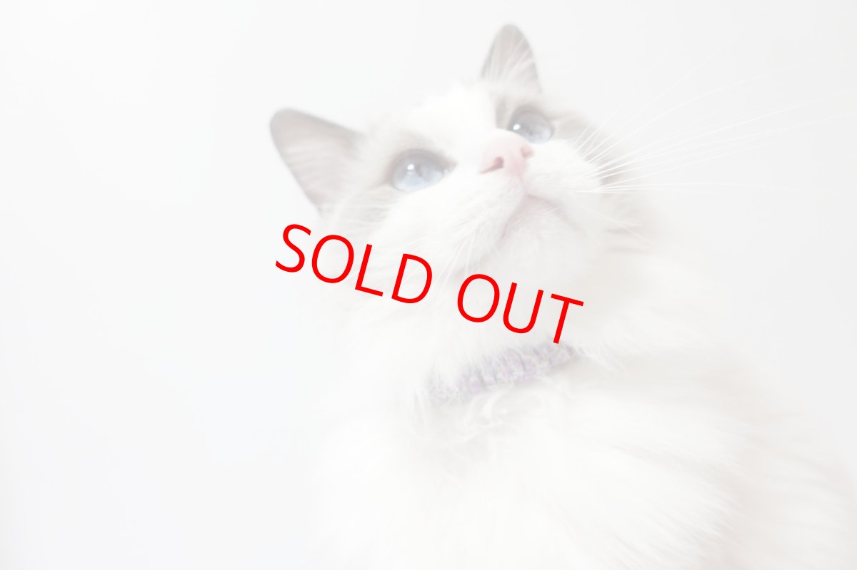 画像10: Mサイズ限定商品/招き猫ブラック鈴付き/セイフティーバックル付きシュシュ猫首輪/鹿の子柄/３色展開 (10)