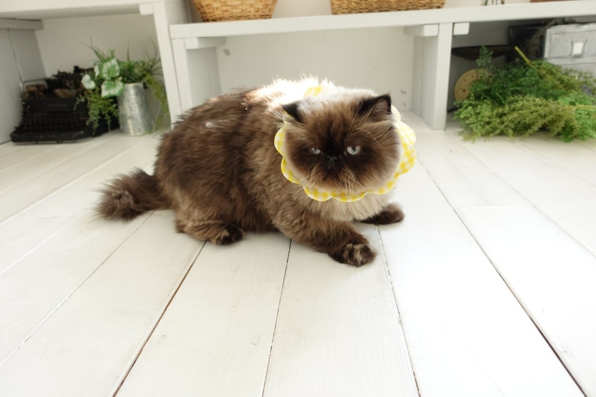 画像5: パイナップル/猫のスタイ首輪/ダブル衿【ロングタイプ】 (5)