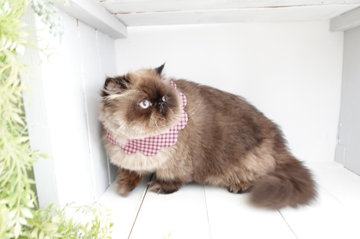 画像11: NATSUBI・デザイナーズファブリック /猫のスタイ首輪/シングル衿 /猫のスタイ首輪/シングル衿【ロングタイプ】3色展開 (11)