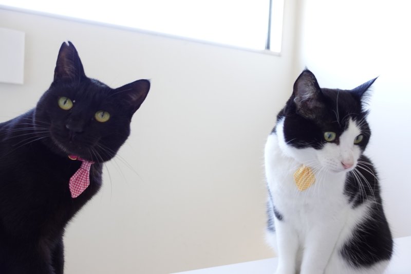 画像1: Basic gingham Check/ベーシックギンガムチェック/ネクタイ首輪(水色)