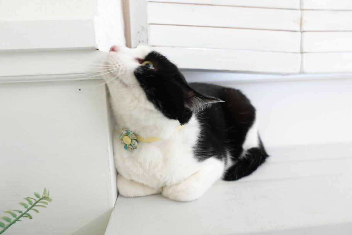 画像10: Petite Fleur/プチフルール/フラワーモチーフ猫首輪（パープル） (10)