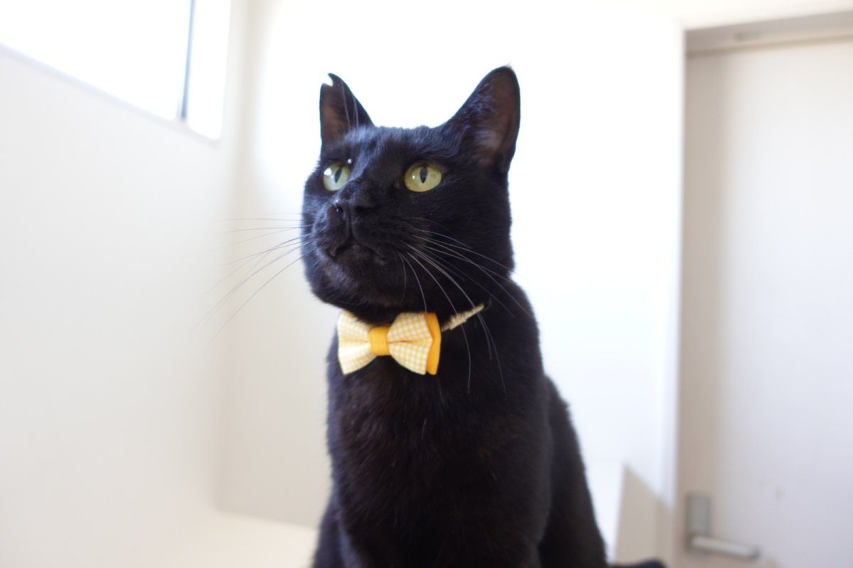 画像7: Basic gingham Check/ベーシックギンガムチェック/ダブルリボン首輪(ピンク) (7)