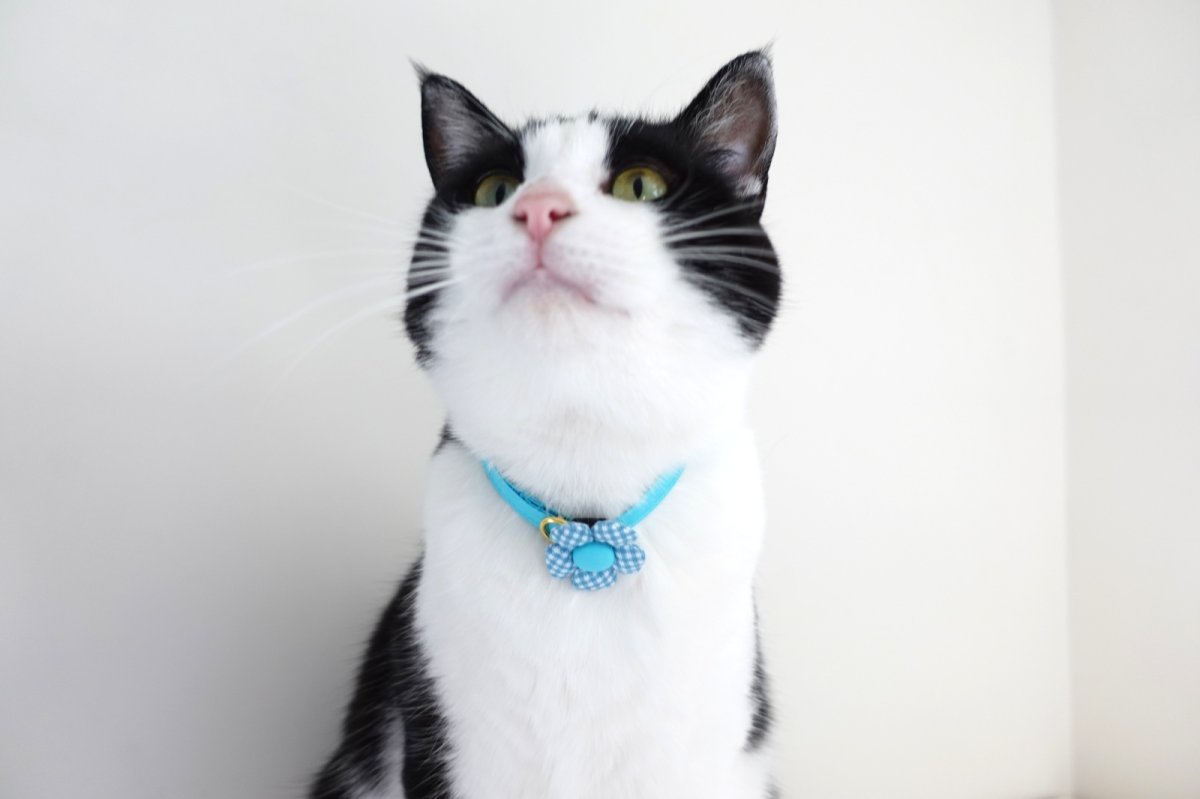 画像3: Basic gingham Check/ベーシックギンガムチェック/フラワーモチーフ猫首輪((水色) (3)