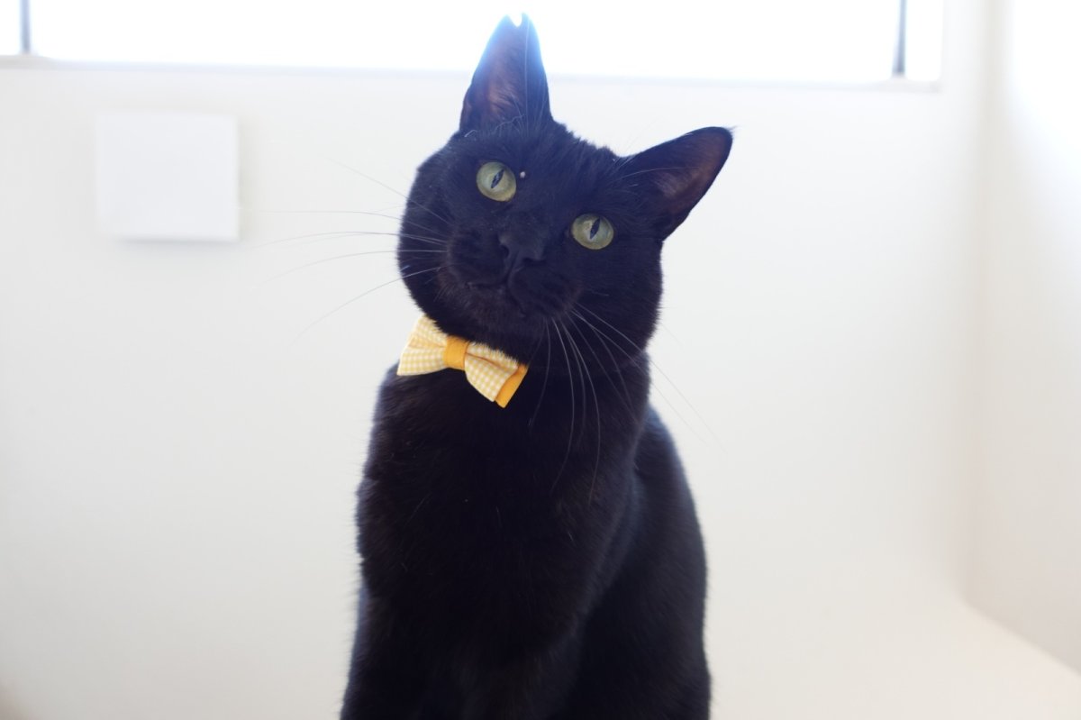 画像11: Ｂasic gingham Check/ベーシックギンガムチェック/ダブルリボン首輪（グリーン） (11)