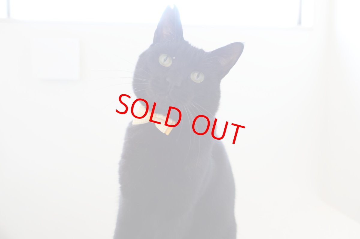 画像11: Ｂasic gingham Check/ベーシックギンガムチェック/ダブルリボン首輪（ブルー） (11)