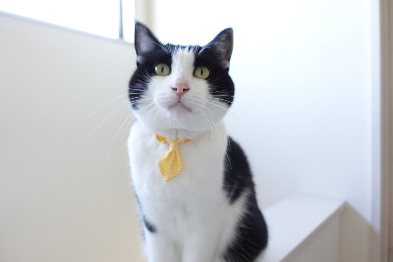 画像2: Basic gingham Check/ベーシックギンガムチェック/ネクタイ首輪(水色)