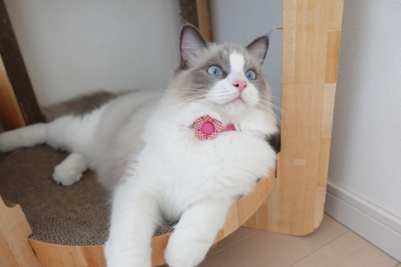 画像2: Basic gingham Check/ベーシックギンガムチェック/フラワーモチーフ猫首輪((水色)