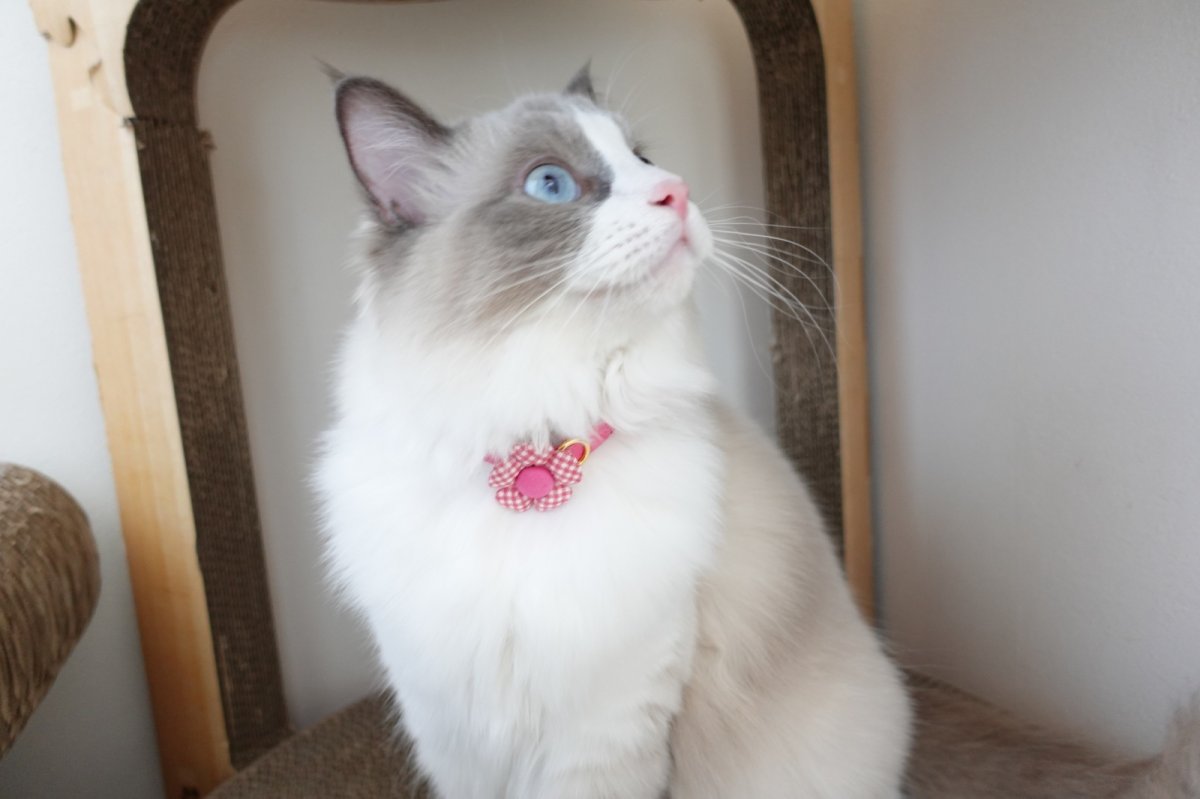 画像7: Basic gingham Check/ベーシックギンガムチェック/フラワーモチーフ猫首輪((水色) (7)