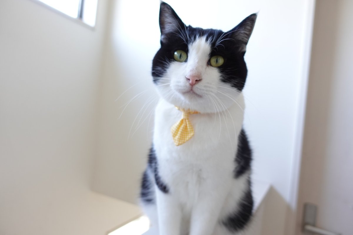 画像9: Basic gingham Check/ベーシックギンガムチェック/ネクタイ首輪(水色) (9)