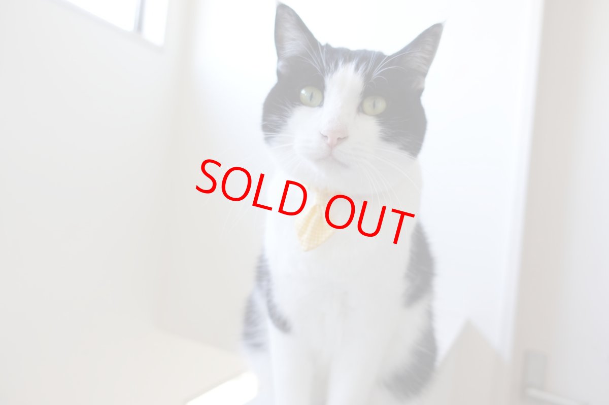 画像8: Basic gingham Check/ベーシックギンガムチェック/ネクタイ首輪(レッド) (8)