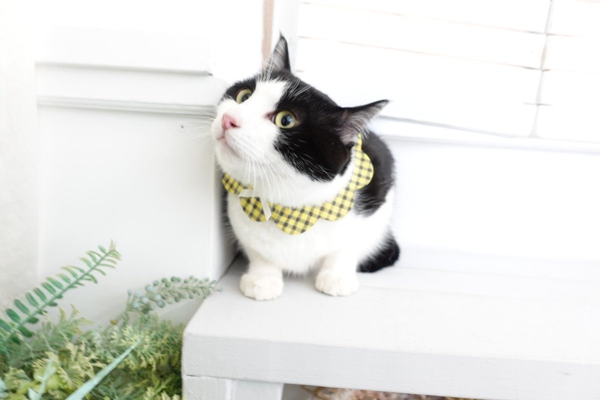 画像10: NATSUBI・デザイナーズファブリック /猫のスタイ首輪/シングル衿【ショートタイプ】3色展開 (10)