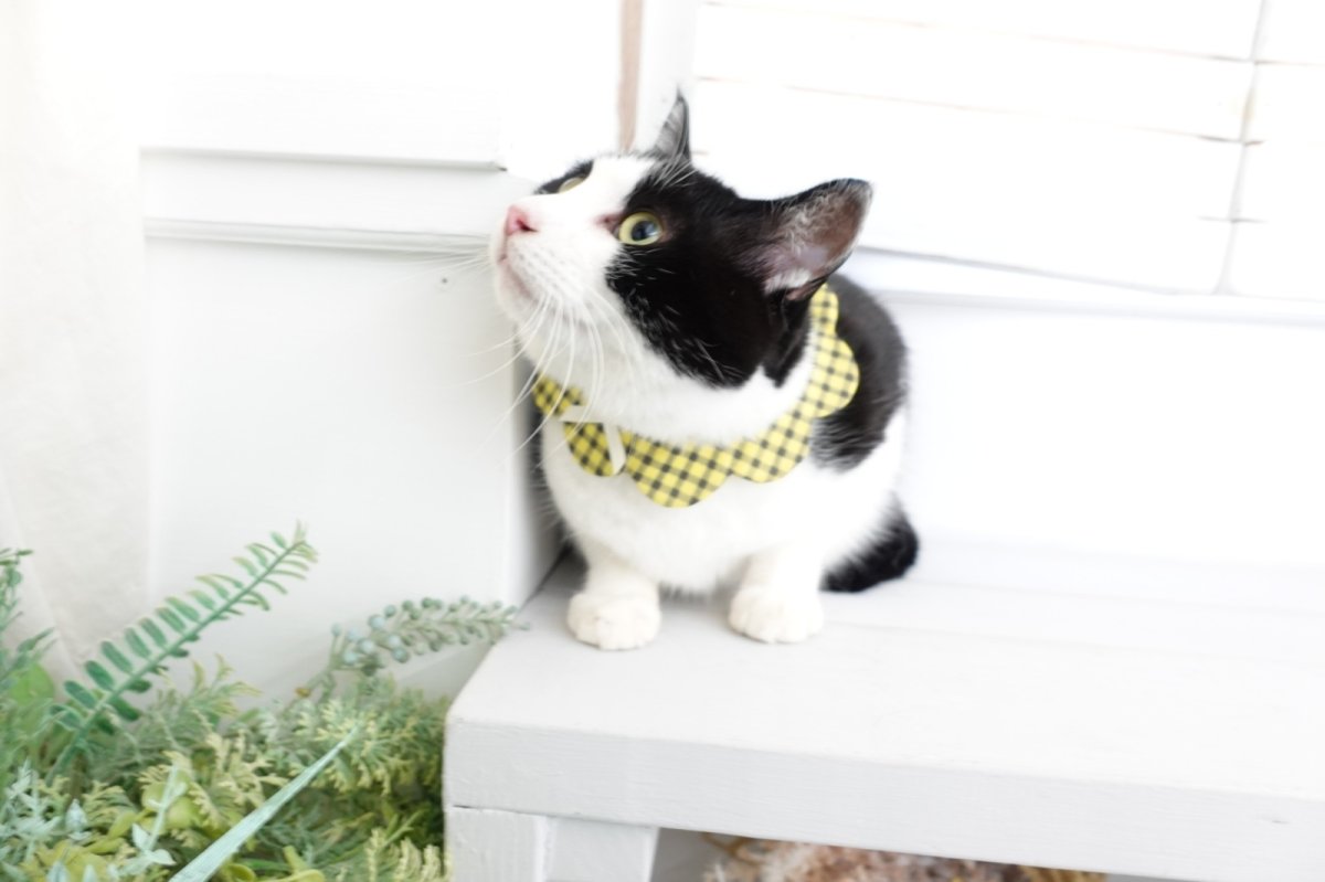 画像9: NATSUBI・デザイナーズファブリック /猫のスタイ首輪/シングル衿【ショートタイプ】3色展開 (9)