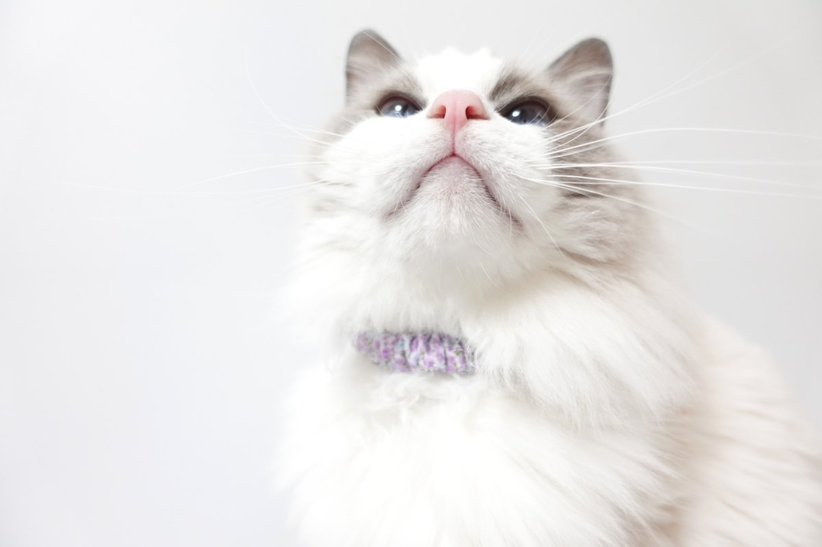 画像7: シュシュ猫首輪/ポプリン/小花柄(3色展開) (7)