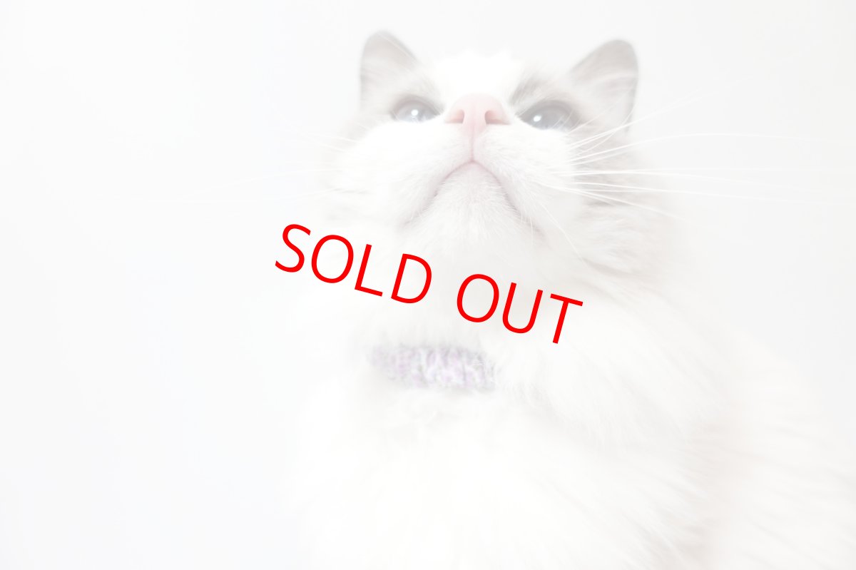 画像9: Mサイズ限定商品/招き猫ブラック鈴付き/セイフティーバックル付きシュシュ猫首輪/鹿の子柄/３色展開 (9)