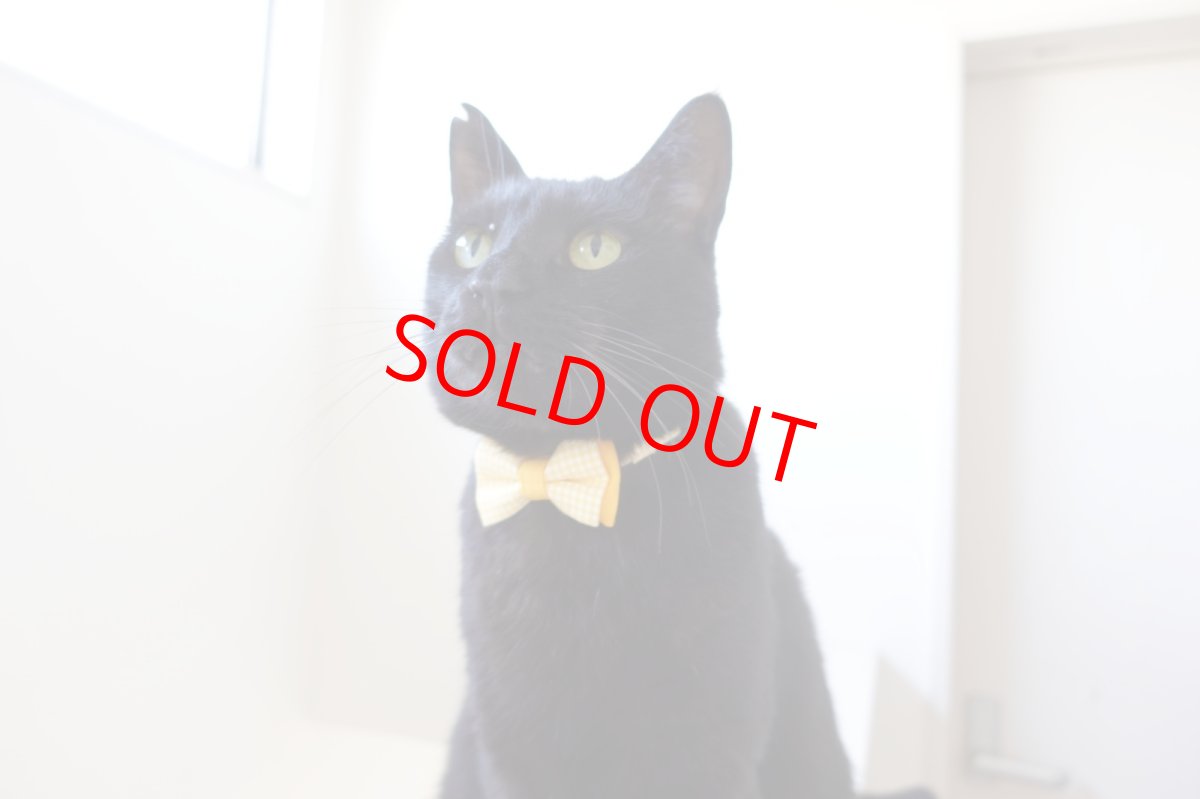 画像10: Ｂasic gingham Check/ベーシックギンガムチェック/ダブルリボン首輪（ブルー） (10)