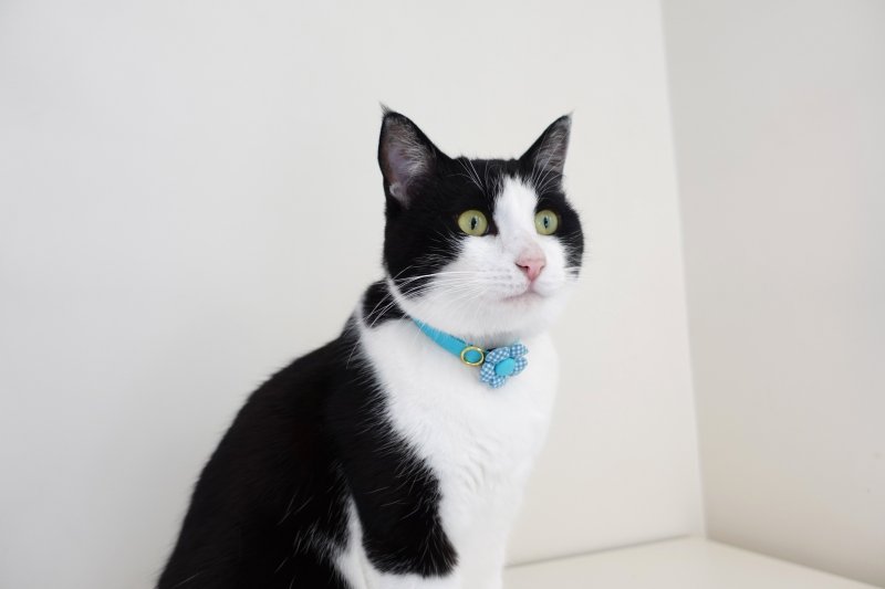 画像1: Basic gingham Check/ベーシックギンガムチェック/フラワーモチーフ猫首輪((水色)