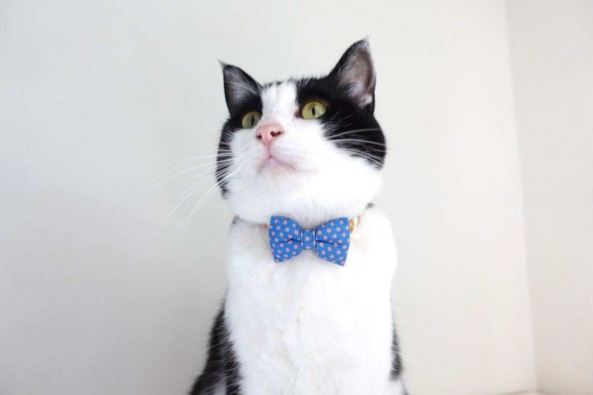 画像3: Nonbillieオリジナルボーダー柄・リボン首輪/ドット柄(オレンジ×ベージュ×水色) (3)