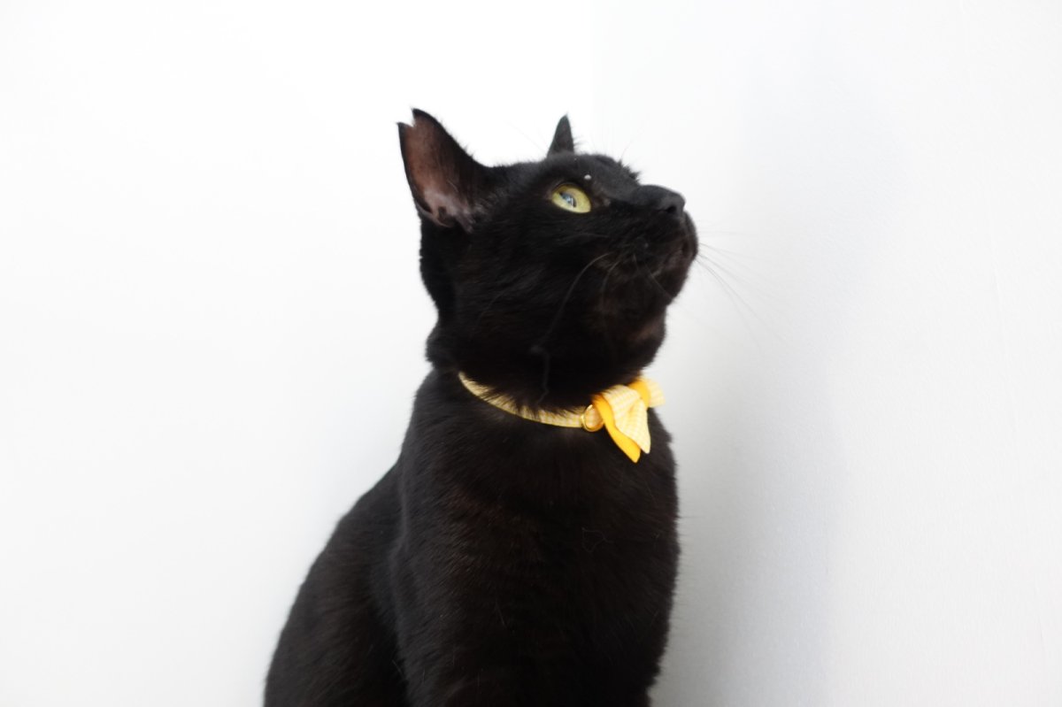 画像9: Ｂasic gingham Check/ベーシックギンガムチェック/ダブルリボン首輪（イエロー） (9)