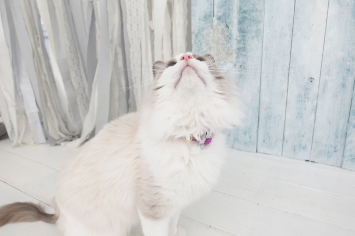 画像3: Petite Fleur/プチフルール/フラワーモチーフ猫首輪(水色) (3)