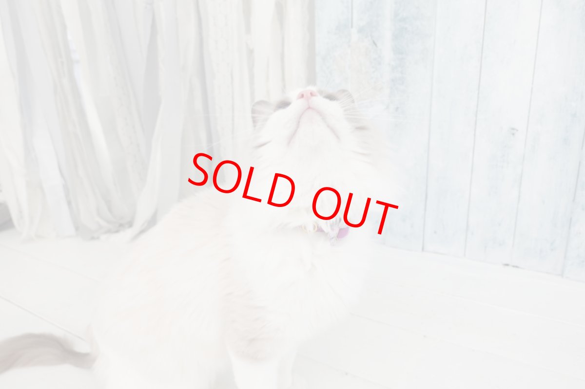 画像3: Petite Fleur/プチフルール/フラワーモチーフ猫首輪（グリーン） (3)