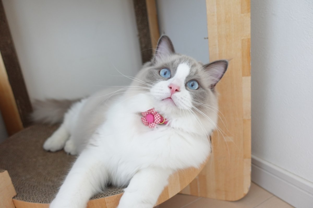 画像8: Basic gingham Check/ベーシックギンガムチェック/フラワーモチーフ猫首輪((水色) (8)