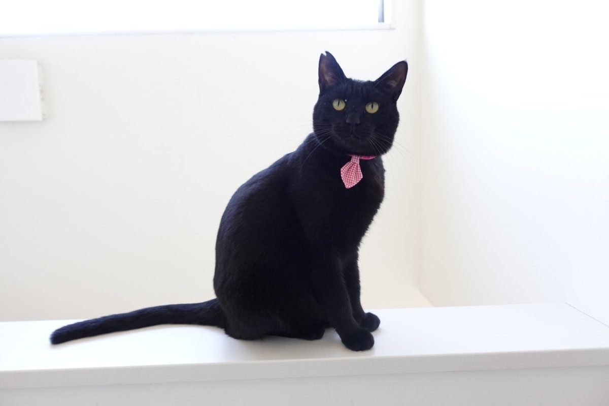 画像6: Basic gingham Check/ベーシックギンガムチェック/ネクタイ首輪(水色) (6)