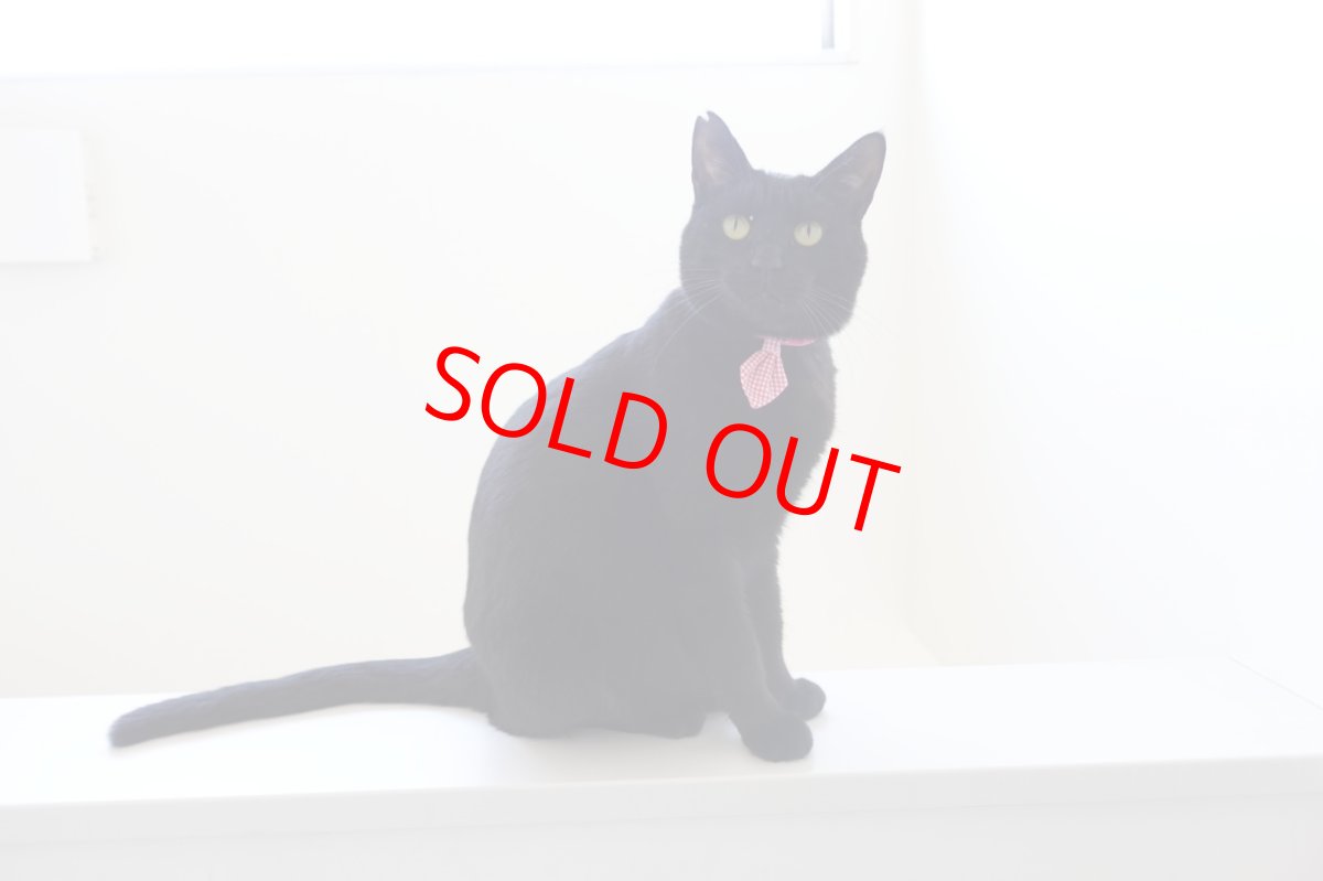 画像5: Basic gingham Check/ベーシックギンガムチェック/ネクタイ首輪(レッド) (5)