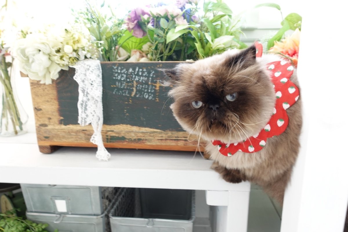 画像8: イチゴ柄/猫のスタイ首輪/シングル衿【ロングタイプ】3色展開 (8)