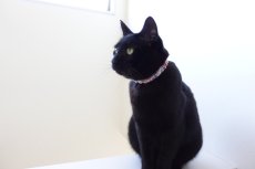 画像9: エアリーシュシュ・LIBERTYファブリック・シュシュ猫首輪・猫首輪（Xanthe Sunbeam ザンジー・サンビーム）グリーン (9)