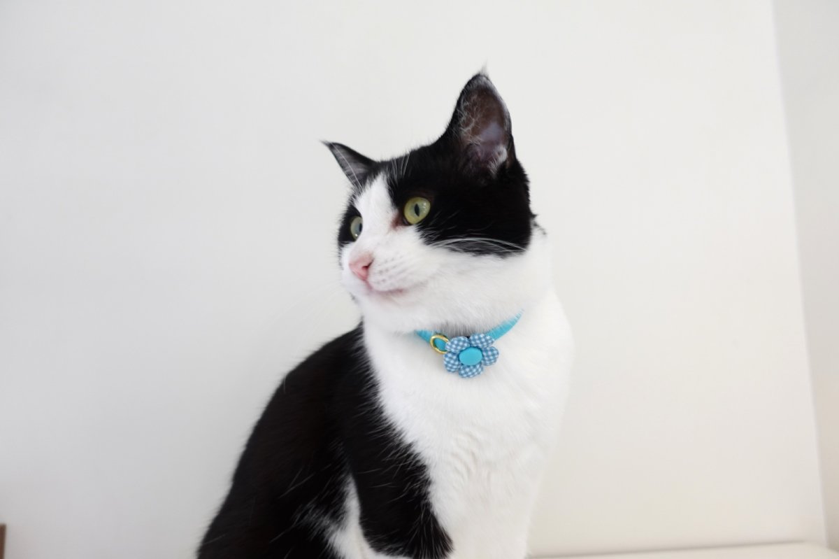 画像5: Basic gingham Check/ベーシックギンガムチェック/フラワーモチーフ猫首輪((水色) (5)