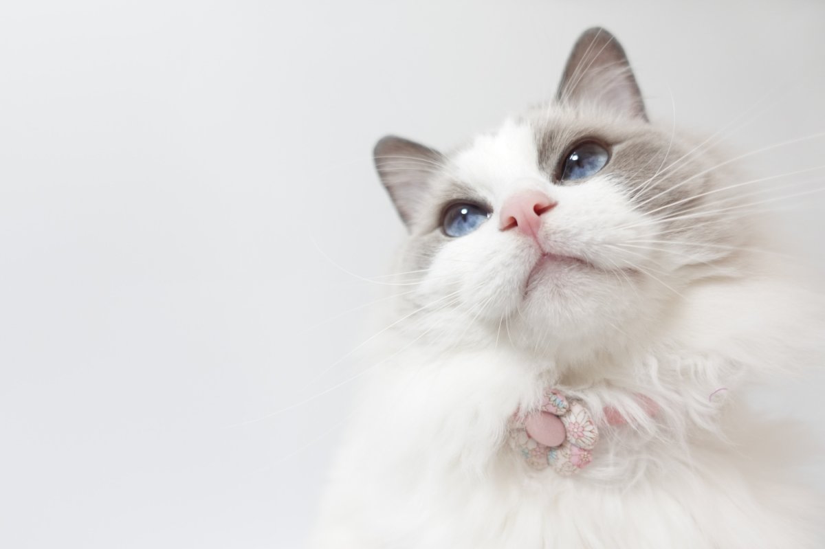 画像12: Petite Fleur/プチフルール/フラワーモチーフ猫首輪(水色) (12)