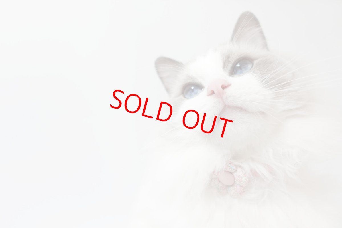 画像12: Petite Fleur/プチフルール/フラワーモチーフ猫首輪（グリーン） (12)