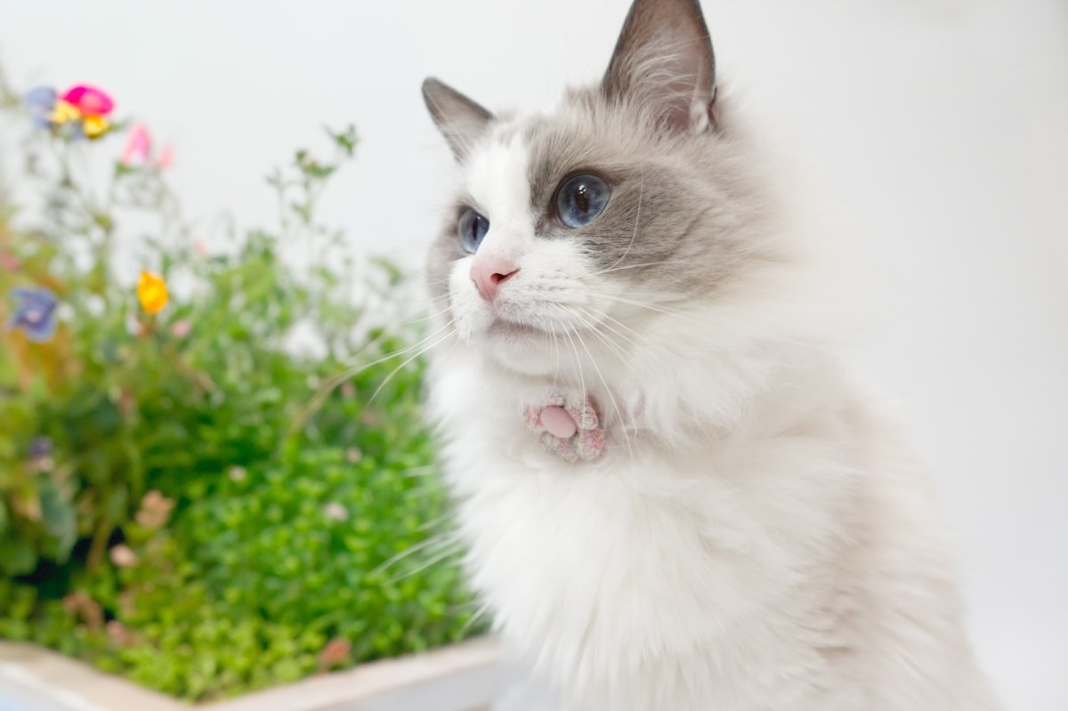 画像10: Petite Fleur/プチフルール/フラワーモチーフ猫首輪(水色) (10)