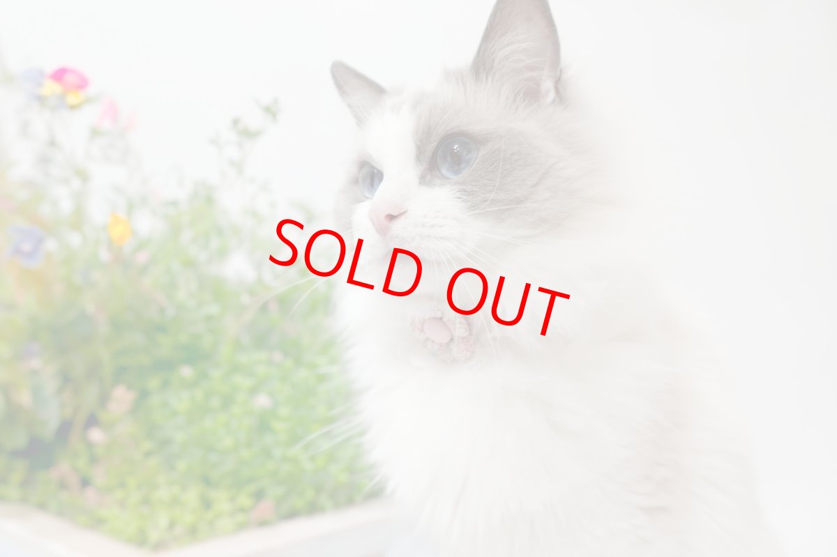 画像10: Petite Fleur/プチフルール/フラワーモチーフ猫首輪（グリーン） (10)