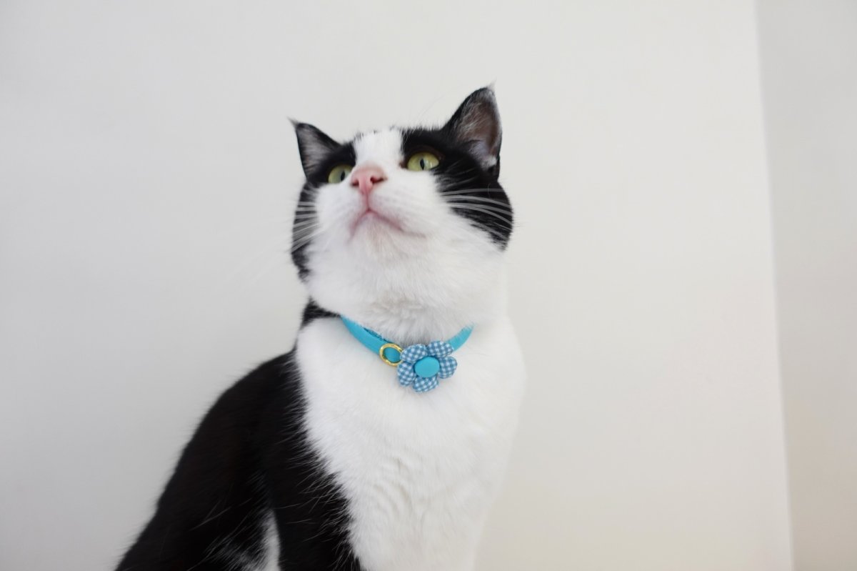 画像4: Basic gingham Check/ベーシックギンガムチェック/フラワーモチーフ猫首輪((水色) (4)