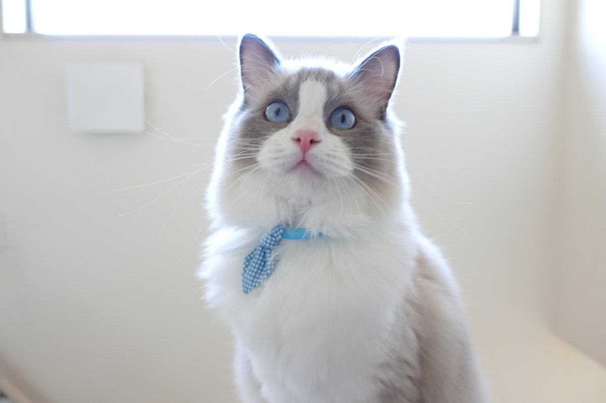 画像7: Basic gingham Check/ベーシックギンガムチェック/ネクタイ首輪(水色) (7)