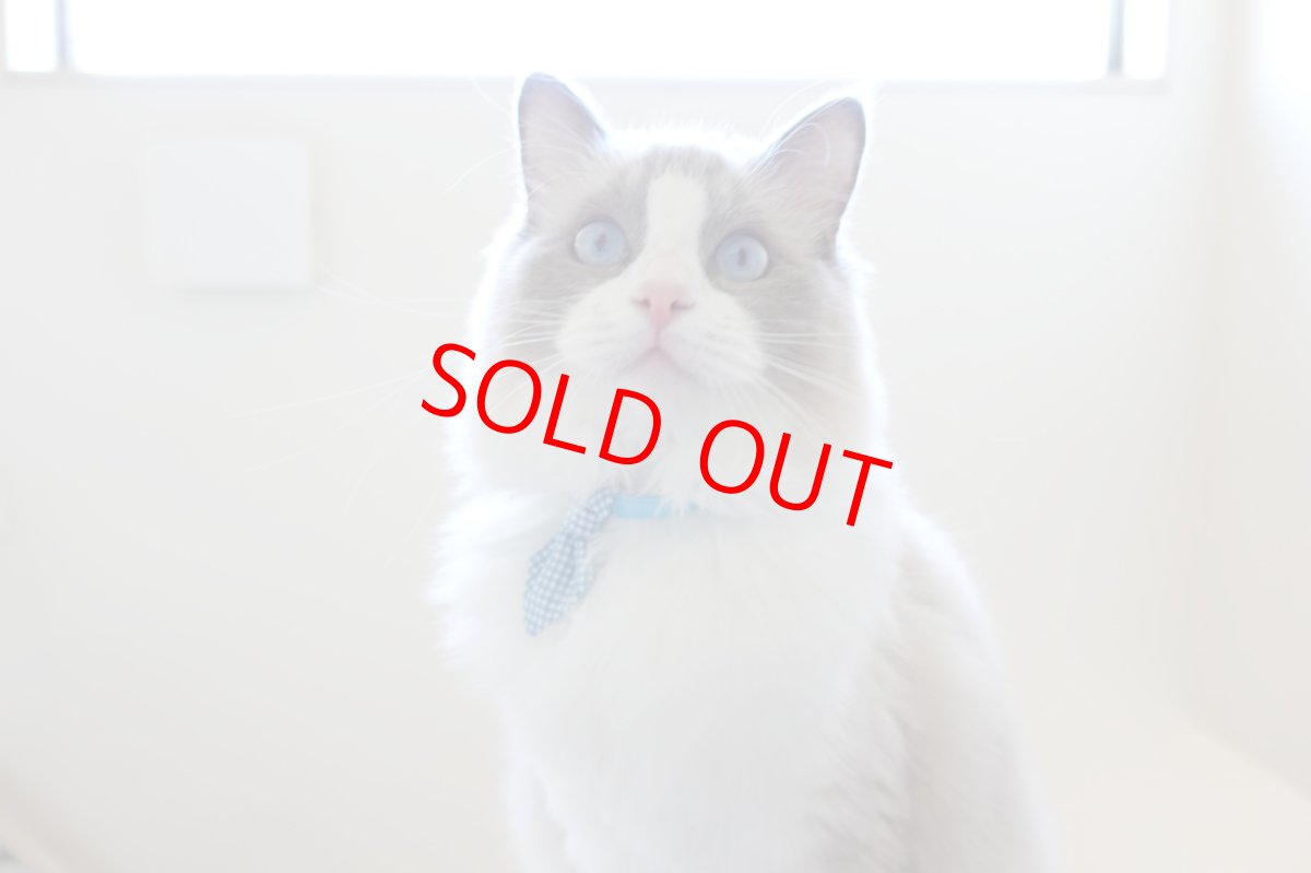 画像6: Basic gingham Check/ベーシックギンガムチェック/ネクタイ首輪(レッド) (6)