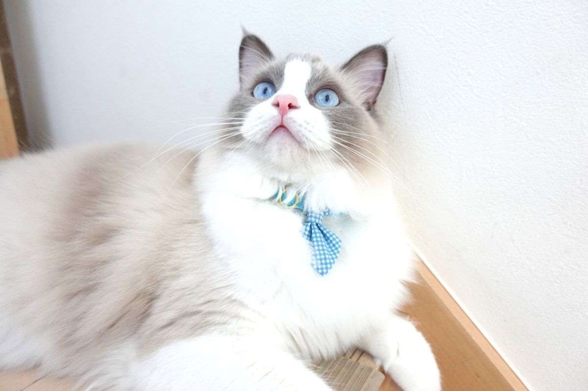 画像8: Basic gingham Check/ベーシックギンガムチェック/ネクタイ首輪(水色) (8)