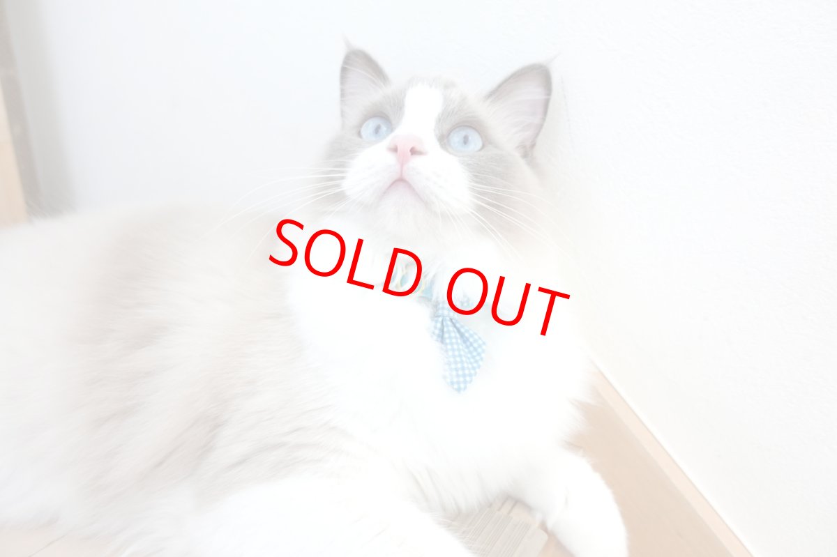 画像7: Basic gingham Check/ベーシックギンガムチェック/ネクタイ首輪(レッド) (7)