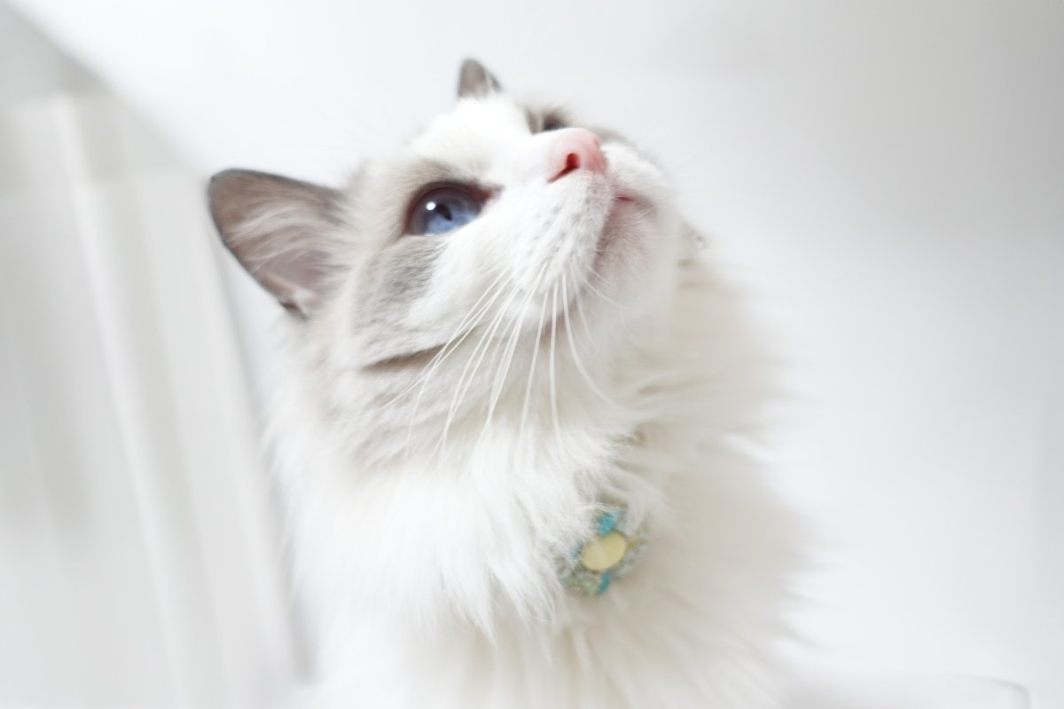 画像9: Petite Fleur/プチフルール/フラワーモチーフ猫首輪(水色) (9)