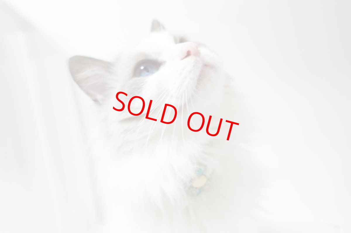 画像9: Petite Fleur/プチフルール/フラワーモチーフ猫首輪（グリーン） (9)