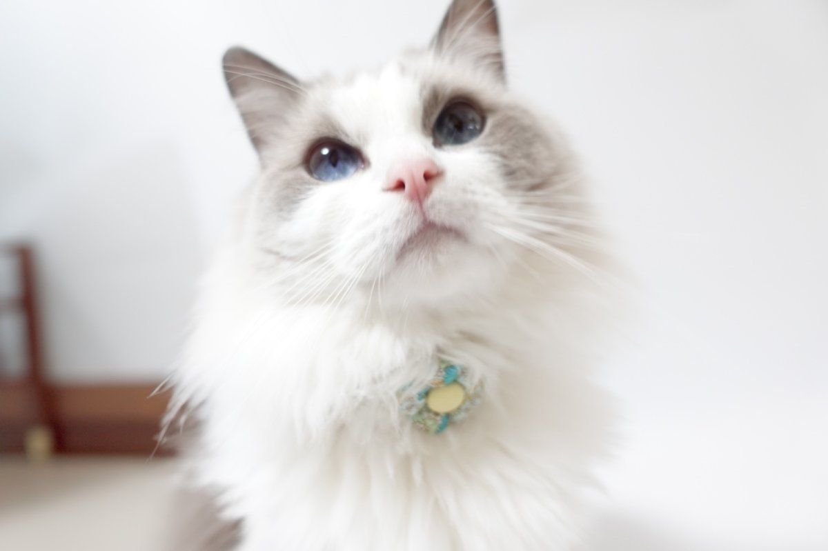 画像7: Petite Fleur/プチフルール/フラワーモチーフ猫首輪(水色) (7)