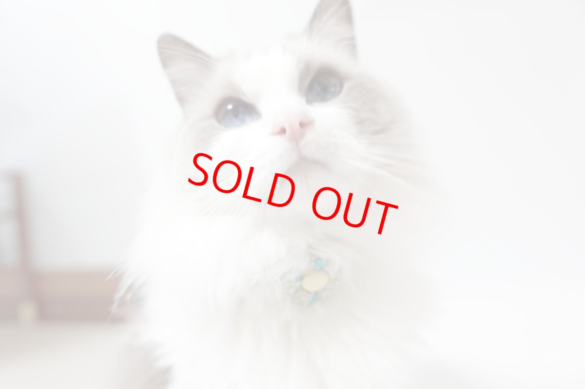 画像7: Petite Fleur/プチフルール/フラワーモチーフ猫首輪（グリーン） (7)